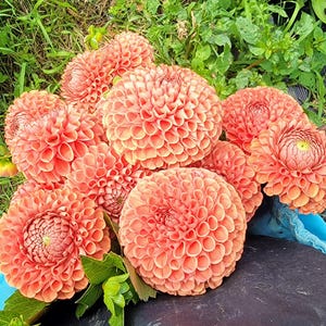 Dahlia &#39;Cornel Bronze&#39; Tubers - Shipping 2026 Spring - Harvested on our Farm