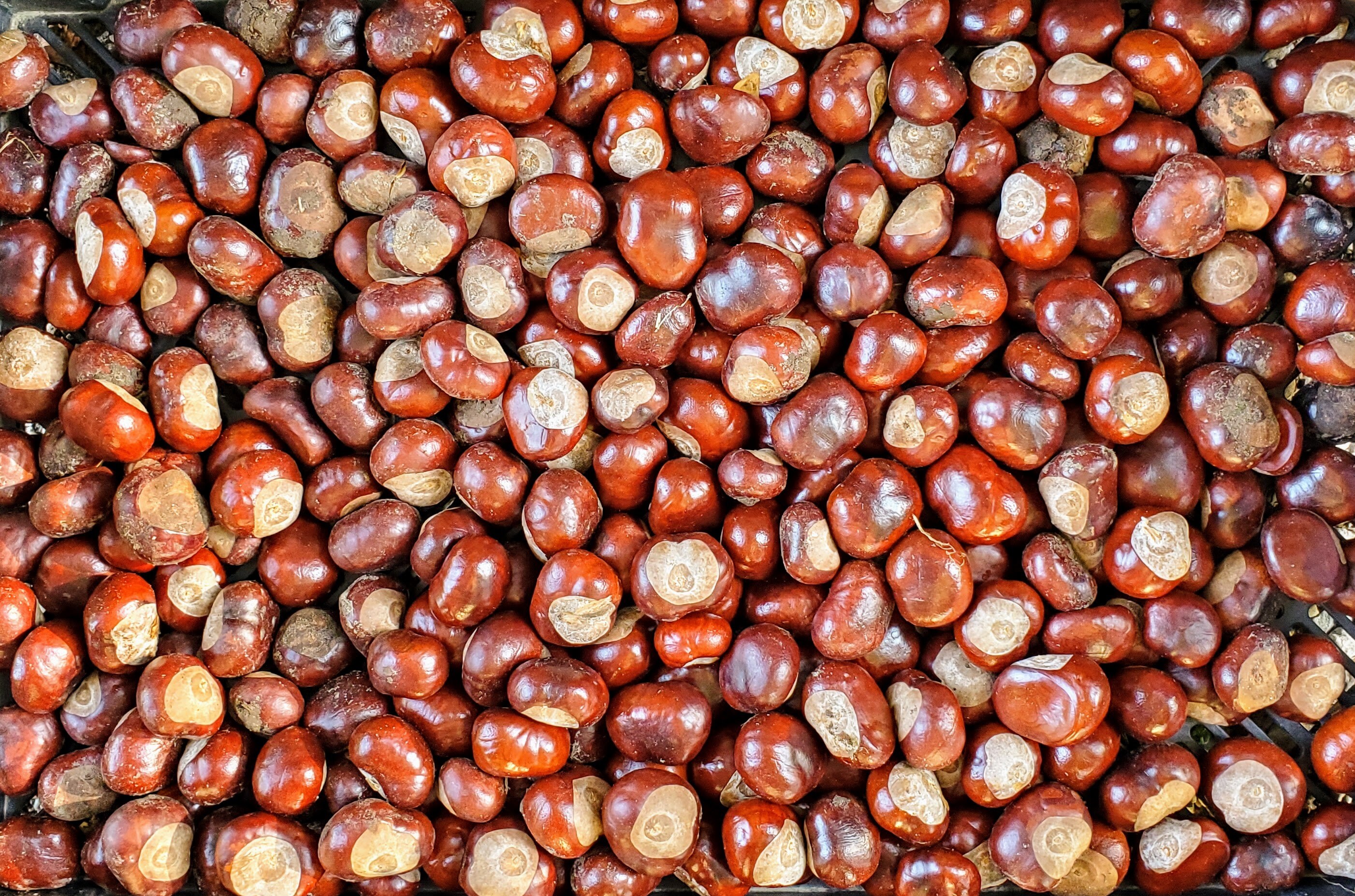 Horse Chestnuts