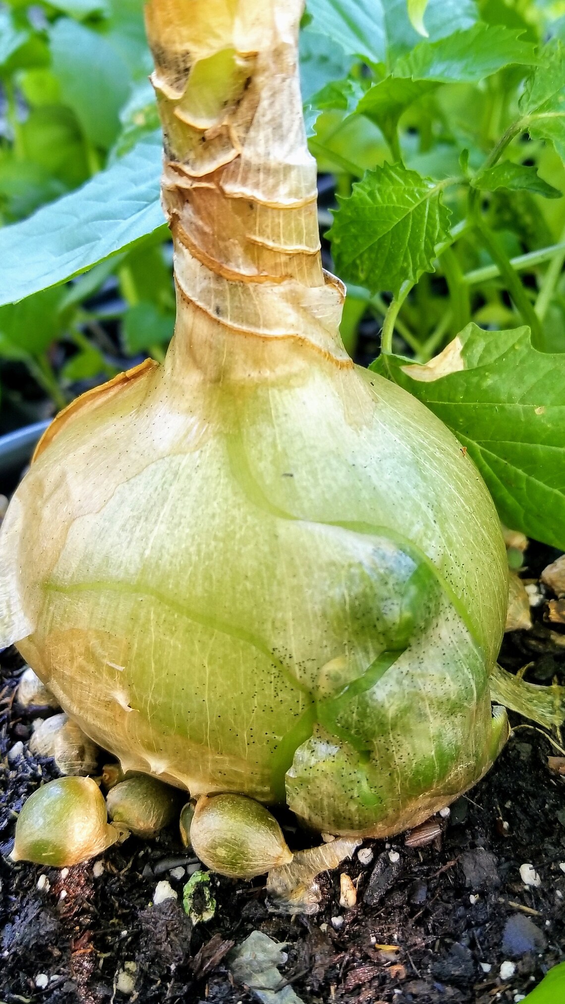 Pregnant Onion/Sea Onion Succulent Certified Organic Live Etsy