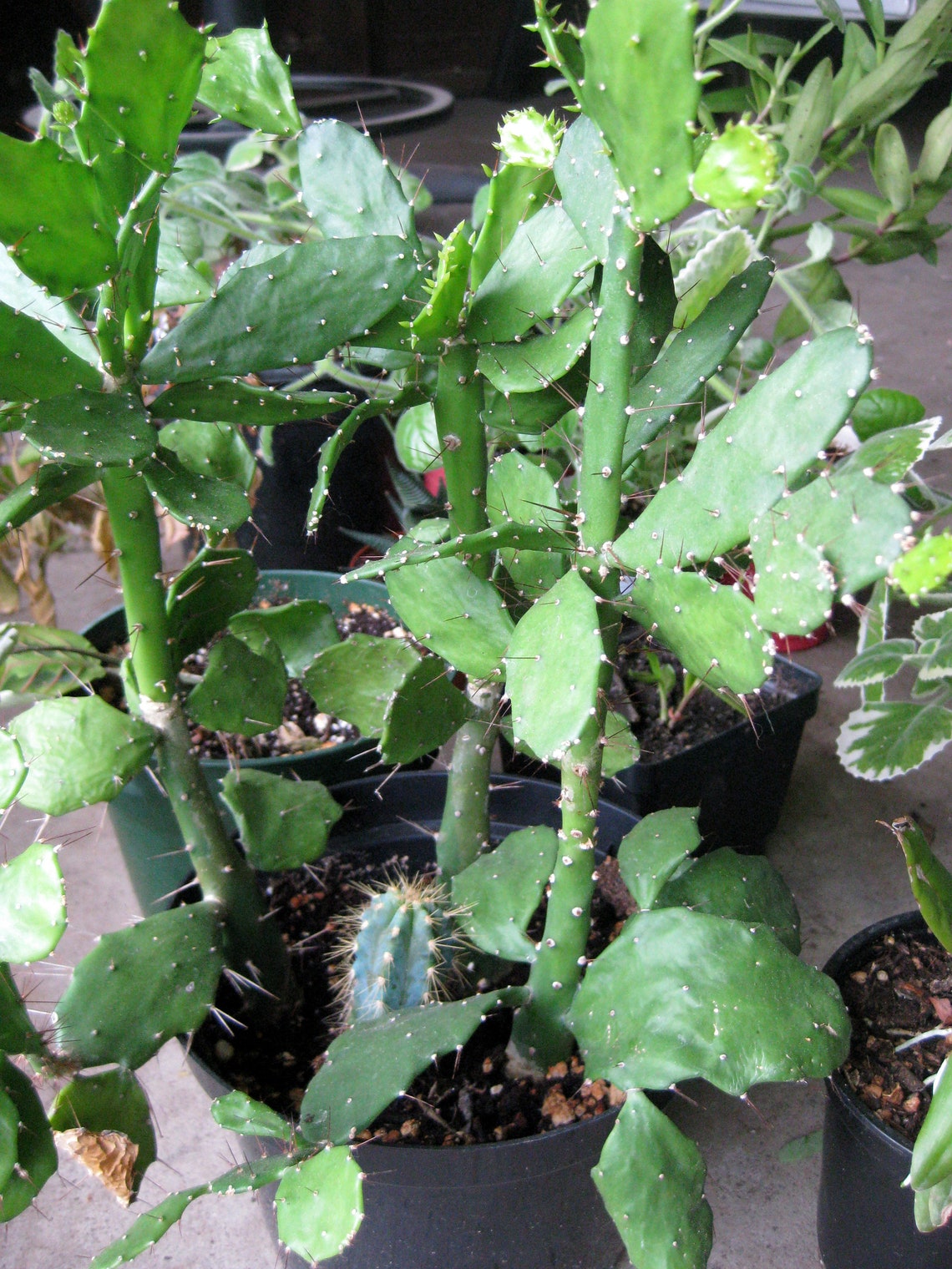 brazilian prickly pear