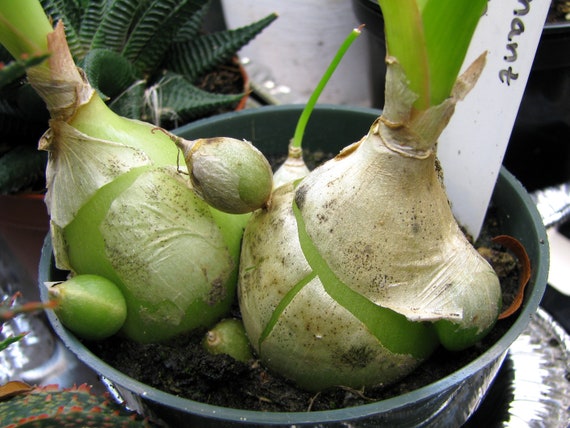 Pregnant Onion/Sea Onion Succulent - Live Bulbs