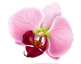Pink Orchid Floral Decal | Elegant Orchid Flower Vinyl Sticker | Botanical Car Window Laptop Decor