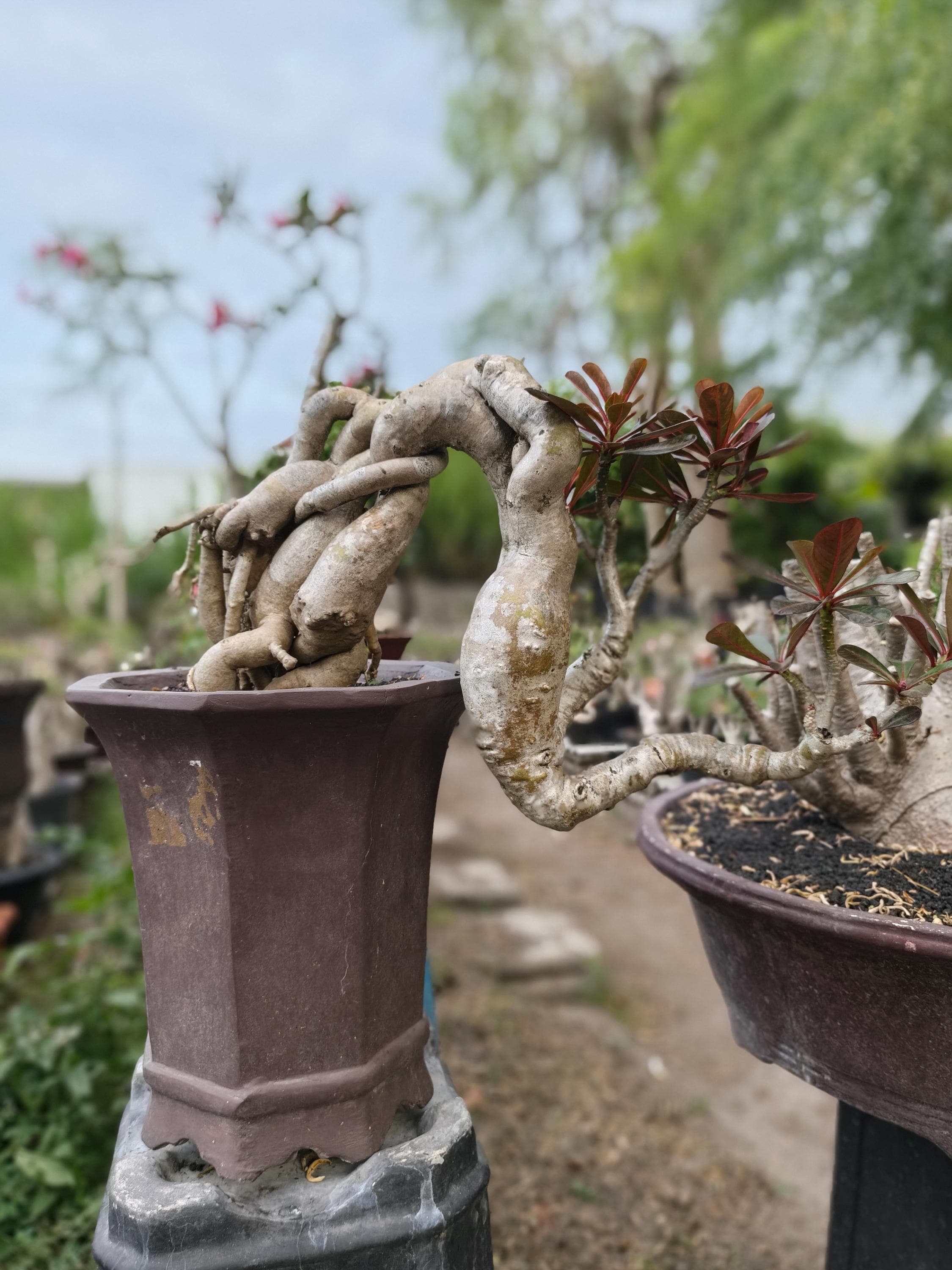 Caudex - Etsy Israel