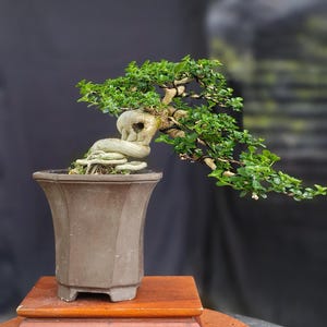 Premna Microphylla Bonsai  - Live Tree , // Real Picture // style semi cascade rare style