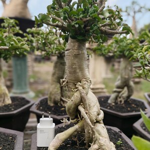 Può includere: Una pianta di Adenium obesum in vaso con un caudex spesso e attorcigliato color marrone chiaro e un fitto fogliame verde. La pianta è in un vaso esagonale marrone scuro con roccia vulcanica nera. Un alimentatore bianco da 33W funge da scala.