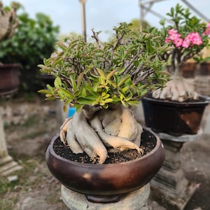 Puede incluir: Un bonsái de rosa del desierto con un caudex grueso, bulboso y de color claro, con numerosas hojas verdes sobre ramas leñosas delgadas. La planta está en una maceta de cerámica marrón oscuro con tierra oscura, sobre un pedestal de piedra.