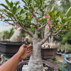 Puede incluir: Un bonsái de rosa del desierto con un caudex grueso de color gris claro y hojas verdes, con pequeñas flores y capullos rosados. La planta está en una maceta hexagonal marrón oscuro con tierra negra y un adaptador de corriente blanco.