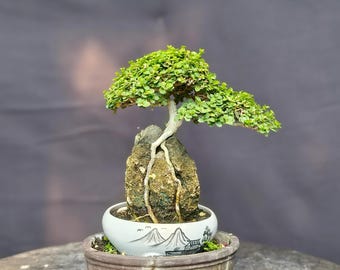 Imagen real de un bonsái Premna Microphylla // árbol bonsái // br100 // sobre la roca