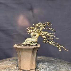 May include: A deciduous bonsai tree with a thick, twisted, light-colored trunk and bare, gnarled branches wrapped in dark training wire. The tree is planted in a hexagonal, matte brown ceramic pot filled with dark, granular soil.
