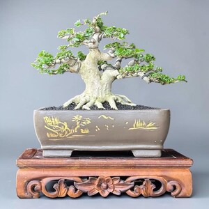 Planta bonsái Premna Microphylla – Arte de tronco retorcido, árbol vivo de estilo raro //Sb14