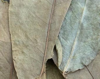 Soursop Leaves