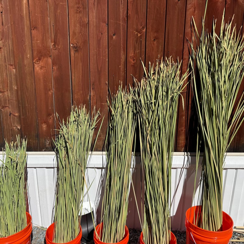 Dried Reeds - Etsy
