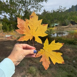 Large Fall Maple Leaves: 2 Real Pressed Autumn Leaves, Fall Colors