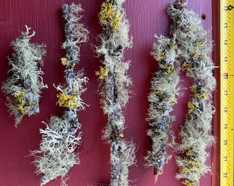 Bastoncini ricoperti di licheni - FLUFFY STICKS! Rami di pino naturali per artigianato, decorazioni e oggetti fotografici