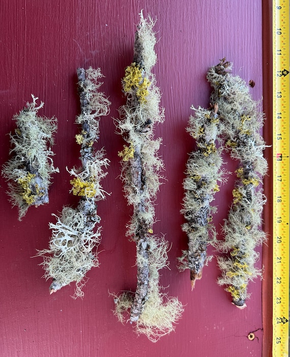 Lichen Covered Sticks - FLUFFY STICKS! Natural pine branches for crafts, decor & photography props