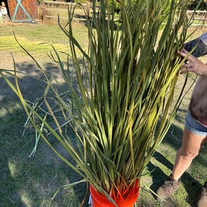 May include: A bundle of long, green and yellow grass-like plants in an orange bucket. The plants are tall and slender, with a mix of green and yellow hues. The bucket is bright orange and has black text and a warning label.