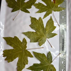 May include: Five dried green maple leaves arranged on a white rectangular tray. A ruler is placed next to the leaves for scale. The leaves have a five-lobed shape and visible veins.