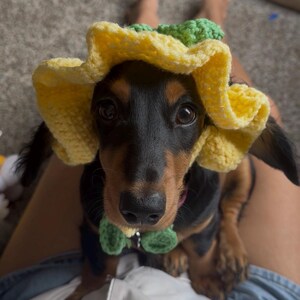 May include: A black and tan dachshund wearing a yellow crocheted sunflower hat and a green bow tie. The dog is looking directly at the camera. The hat has a green center and yellow petals.