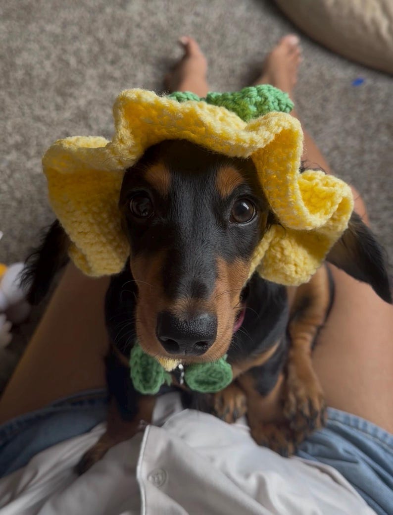 May include: A black and tan dachshund wearing a yellow crocheted sunflower hat and a green bow tie. The dog is looking directly at the camera. The hat has a green center and yellow petals.