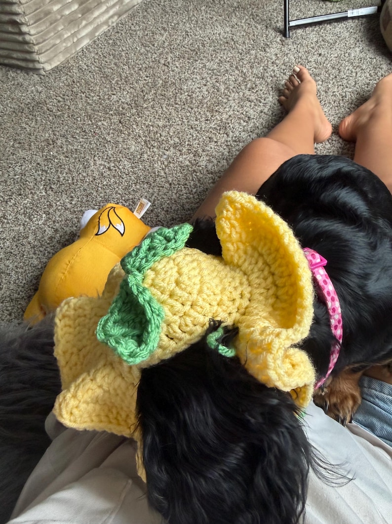 May include: A yellow crochet dog hat with green leaves, resembling a flower, is worn by a black dog. A yellow plush toy is visible in the background. The dog is wearing a pink collar with white polka dots.