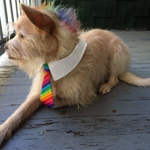 Rainbow Dog Tie and Shirt Collar, Rainbow Stripes Dog Tie for Big Dogs and Small Dogs, Removable Dog Neck Tie, Dog Bow Tie image 4