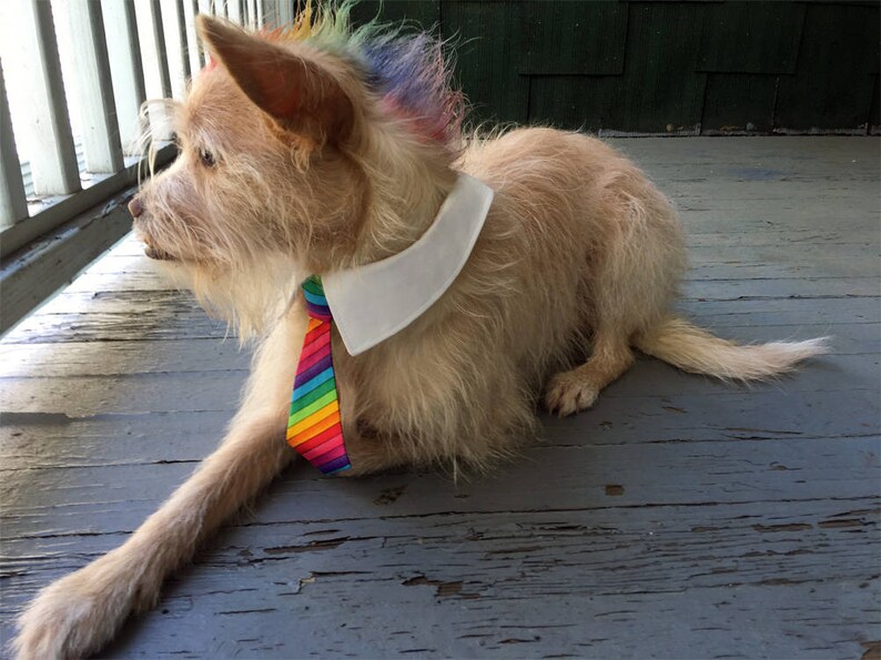 Rainbow Dog Tie and Shirt Collar, Rainbow Stripes Dog Tie for Big Dogs and Small Dogs, Removable Dog Neck Tie, Dog Bow Tie image 4