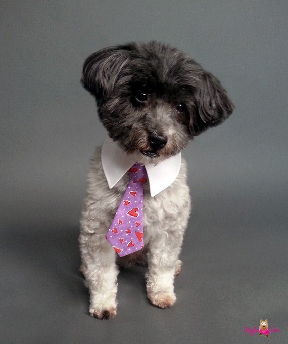 dog shirt collar and tie