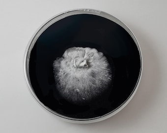 Geweih Reishi (Ganoderma Multipileum) Agar Platte