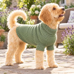May include: A light golden-colored dog with curly fur wearing a sage green knitted sweater. The sweater features a ribbed turtleneck collar, short sleeves, and a ribbed hem, covering the dog's torso while leaving the legs and tail exposed.