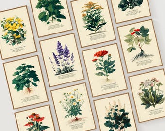 Vintage Medicinal Plants Gallery Botanical Wall Set of 12 | Apothecary Wall Art | Herbarium Plates | Latin Names | Digital Download