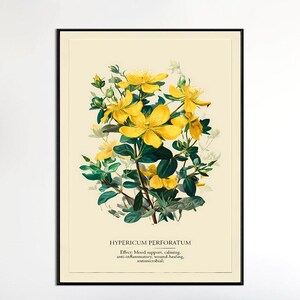 May include: A framed botanical print featuring a detailed illustration of Hypericum perforatum, or St. John's Wort. The artwork showcases vibrant yellow flowers with green foliage against a cream background. Text at the bottom describes its effects.