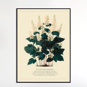Op de afbeelding: Een ingelijste botanische prent van Actaea Racemosa, met witte, veervormige bloemen en donkergroene bladeren. De prent bevat de naam van de plant en een beschrijving van de effecten, in een zwarte lijst.
