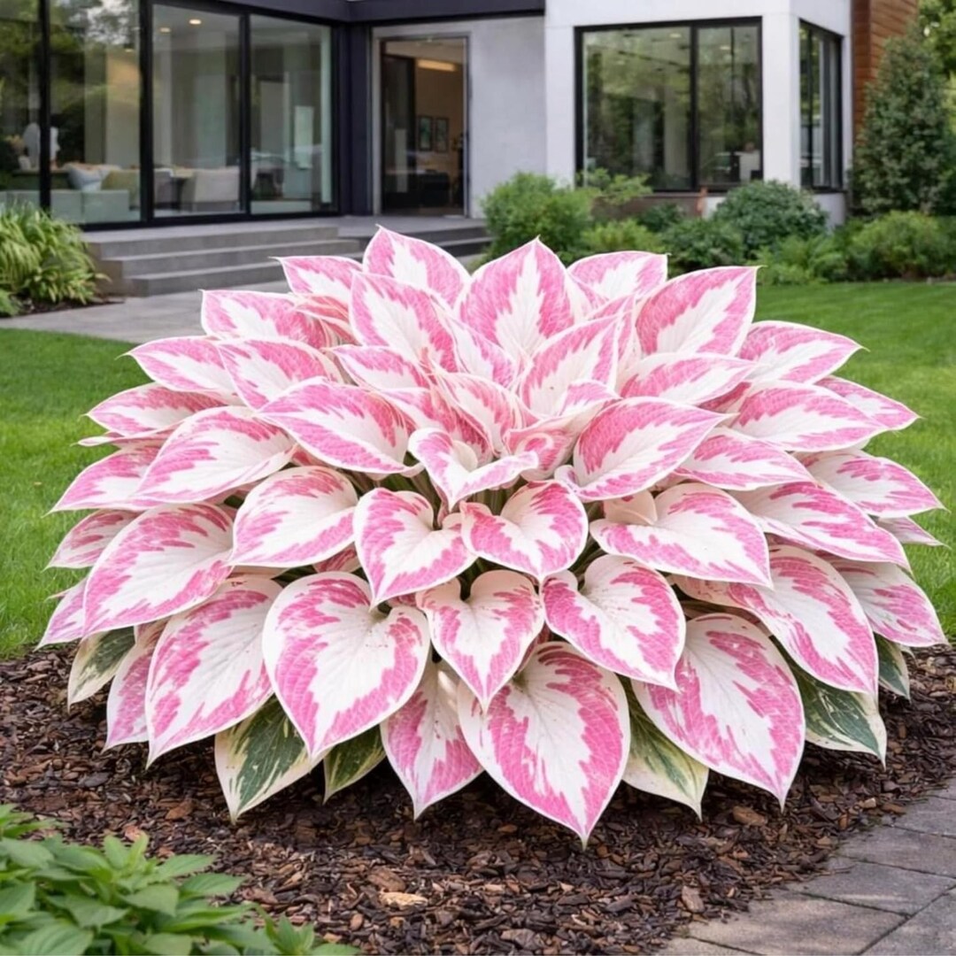 Pretty In Pink Hosta 200+ Pink White Hosta Seeds – Heart-shaped Exotic Perennial Shade Plant ...