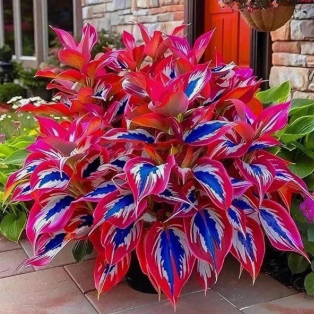 200+ Red Blue Hosta Seeds – Ornamental Shade Perennial for Borders ...