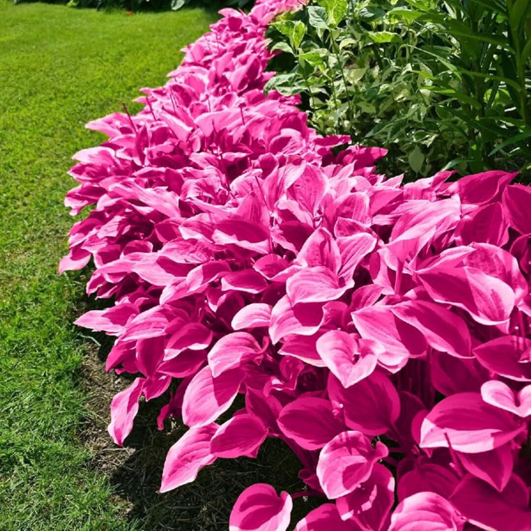 Pretty In Pink Hosta 200+ Pink Hosta Seeds – Shade Loving Perennial Garden - Etsy