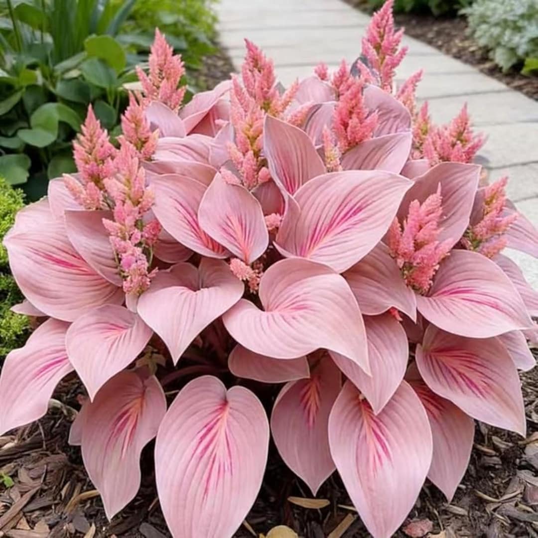Pretty In Pink Hosta 200+ Pink Hosta Seeds – Shade Loving Perennial Garden - Etsy Australia