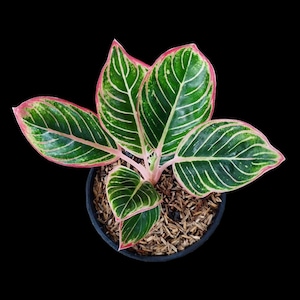 May include: A close-up of a potted Aglaonema plant. The plant has large, green leaves with white veins and pink edges. The pot is black and filled with brown mulch, set against a black background.