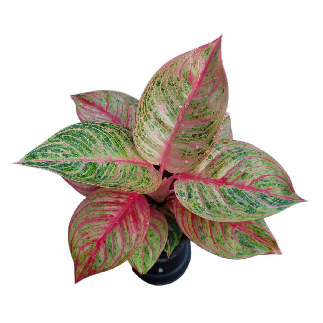 Aglaonema Hughes - Etsy