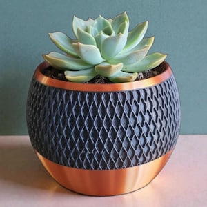 May include: A succulent plant in a decorative planter. The planter is black with a diamond pattern and copper-colored accents. The succulent has pale green leaves.