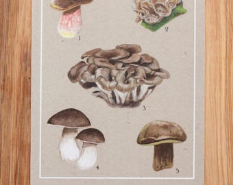 Mushroom Field Guide Print A5