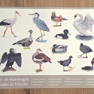 Peut inclure: Impression aquarelle représentant divers oiseaux aquatiques, dont une cigogne, un héron, un canard et un cygne. L'impression comprend le texte "Water- en waadvogels te vinden in Utrecht" et les noms des oiseaux.