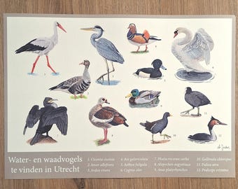 Water- en Waadvogels van Utrecht Poster A3 liggend
