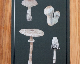 White Moody Mushrooms Print A5