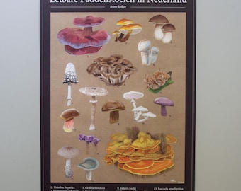 Poster 'Eetbare Paddenstoelen in Nederland' A3