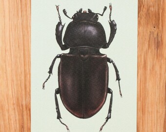 Stag Beetle Art Print A6