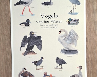 Vogels van het Water Poster A3 staand