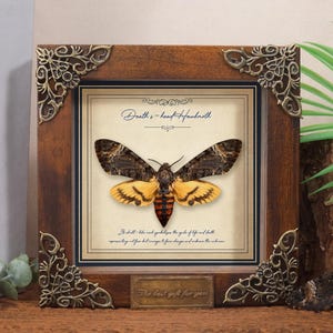 May include: A framed Death's-head Hawkmoth specimen. The moth has brown and yellow wings and is centered on a cream-colored background. The frame is dark brown with decorative corner accents and a small brass plate that reads "The best gift for you."