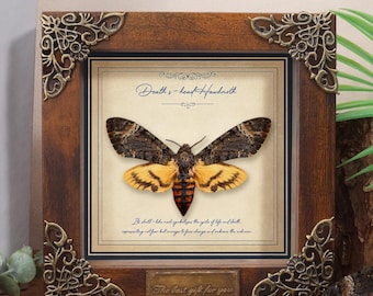 Taxidermi Dödshuvudhökmal, Dödshuvudmal, Inramat exemplar för gotisk konst, Verklig maluppvisning, Entomologigåva, Gotisk insektskonst