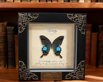 Prawdziwy zakonserwowany motyl w ramce, kolekcjonerski okaz owada, ekspozycja entomologiczna, prezent w postaci okazu owada, naturalny, estetyczny okaz, wyjątkowy prezent