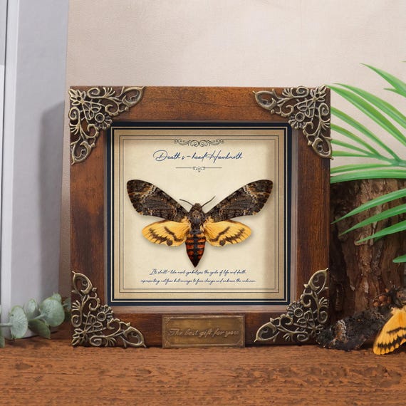 Taxidermy Death’s-head Hawkmoth, Death Head Moth， Framed Specimen for Gothic Art， Real Moth Display, Entomology Gift, Gothic Insect Art
